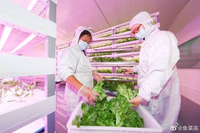 鱼菜高与百源信息 生态农业与数字科技的融合之路
